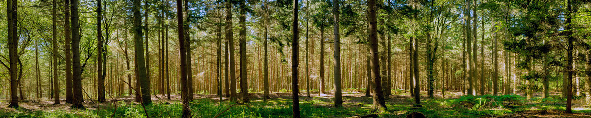 Virtuves panelis dizains SPJ 006